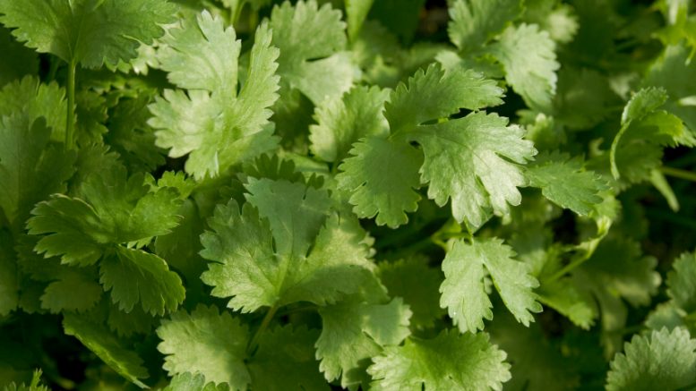 How to grow an endless supply of cilantro from your home