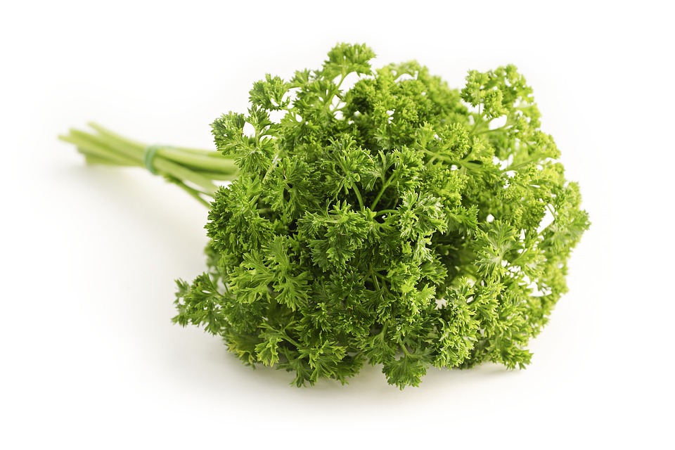 Quick and easy guide to growing french parsley for newbies
