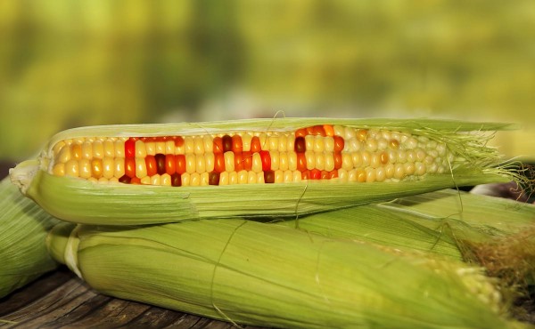 16 countries in the EU vote against GM crops as GMO backlash sweeps the globe